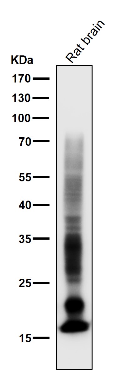WB - Anti-Myelin Basic Protein MBP Rabbit Monoclonal Antibody ABO14277